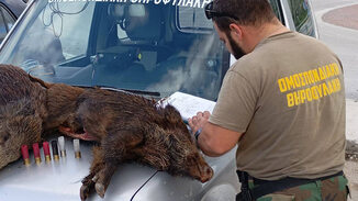 Λαθροθηρία στην Κορινθία: Δύο νεκροί αγριόχοιροι, κάλυκες και έρευνες της Θηροφυλακής στον Αγ. Ιωάννη.