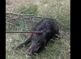 Απεγκλωβισμός αγριόχοιρου από τον Κ.Σ. Καλαμάτας