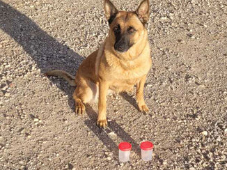 Εντοπισμός πιθανών δηλητηριασμένων δολωμάτων και νεκρών ζώων στην περιοχή Κρινόφυτα Καλαβρύτων