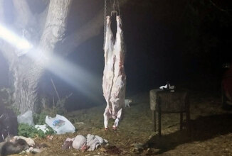 Παράνομο κυνήγι αγριογούρουνου στα Τρόπαια - Πρόστιμα 500€ σε δύο παραβάτες