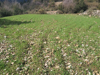 Σπορά του Κ.Σ. Μολάων