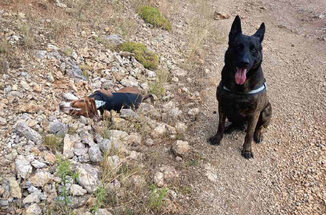 Άμεση επέμβαση της Γ’ ΚΟΠ για νεκρό κυνηγόσκυλο στην Κορινθία