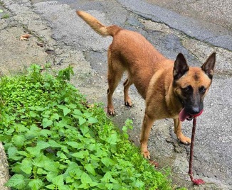 Έρευνα για δηλητηρίαση κυνηγετικών σκύλων στην περιοχή Κρυνόφυρα στην Κλειτορία