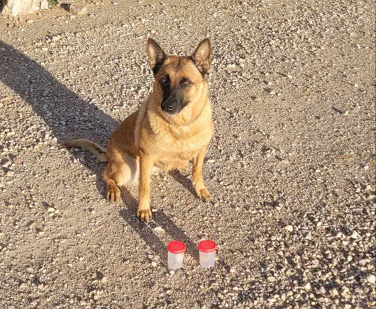 Φόλες στο Παναχαϊκό όρος