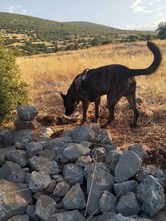 Έρευνα για δηλητηριασμένα δολώματα στο Αραχναίο Ναυπλίου