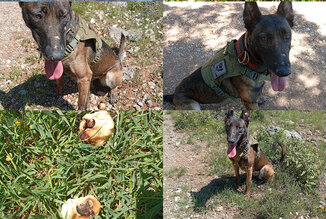 O ειδικός σκύλος του Κ.Σ. Σπάρτης σε περιστατικό δηλητηρίασης κυνηγόσκυλου